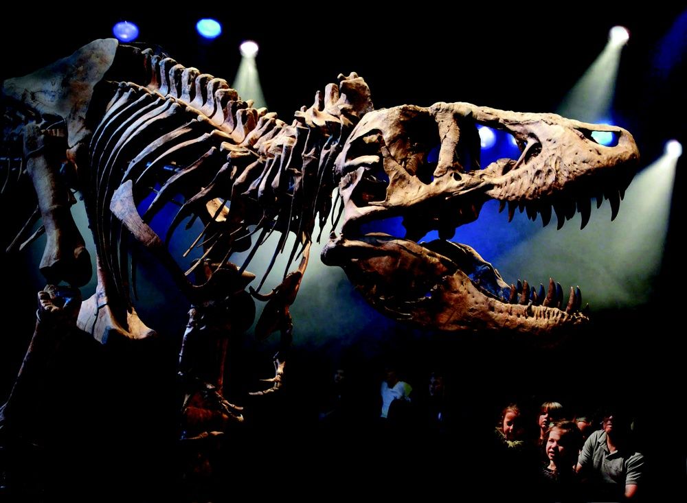 T_rex_Naturalis